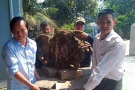 Đào được “lộc” đầu năm - củ khoai vạc khổng lồ trong vườn