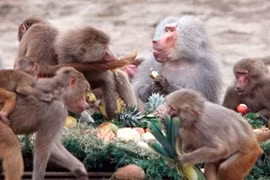 Khỉ “quậy phá” chuyến thăm Ấn Độ của PTT Biden 