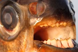 Đàn ông Thụy Điển kinh khiếp loài cá “cắn bi” 