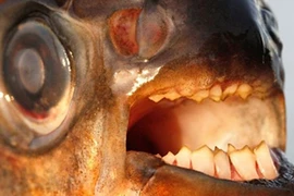 Đàn ông Thụy Điển kinh khiếp loài cá “cắn bi” 