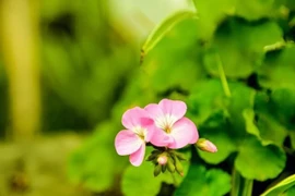 Người khôn ngoan biết 5 điều mang lại lợi ích cả đời