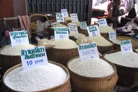 Lo lắng vì gạo Thái nhiễm chất độc gây tê liệt thần kinh