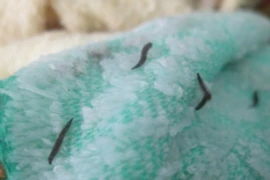 Xét nhiệm ấu trùng trong khăn tắm Trung Quốc