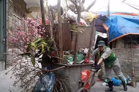 Chưa hết Tết, đào đã “khoe sắc” ngoài bãi rác