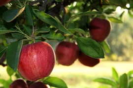 12 loại rau, củ, quả dễ nhiễm thuốc trừ sâu nhất