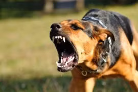 Bé gái 3 tuổi tử vong sau 1 tháng bị chó nhà cắn