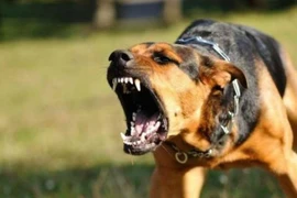 Bé gái 3 tuổi tử vong sau 1 tháng bị chó nhà cắn