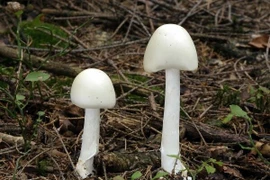 Ngộ độc nấm rừng: Nhận diện 4 loại nấm độc nguy hiểm