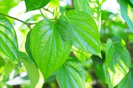 Loại lá có vị cay nồng ví như 'kháng sinh tự nhiên' ngăn ngừa ung thư