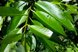 3 loại lá mọc dại đầy vườn, tốt cho đường tiêu hóa