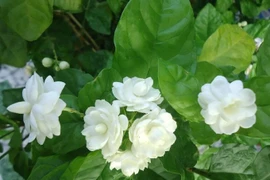 5 công thức làm đẹp da, se khít lỗ chân lông từ hoa nhài