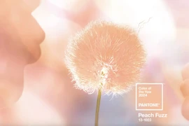 Sắc Peach Fuzz (cam đào) màu xu hướng của năm 2024