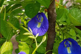 8 lợi ích của hoa đậu biếc đối với sức khỏe không nên bỏ qua