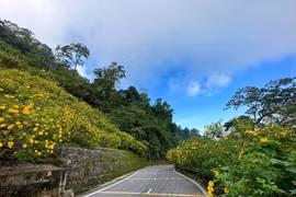 Hoa dã quỳ khoe sắc vàng rực rỡ trên sườn núi Ba Vì