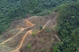 Rừng tự nhiên do Cty Trường Lộc quản lý bị tàn phá: Ai chịu trách nhiệm?