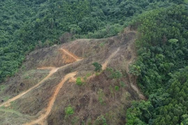 Rừng tự nhiên do Cty Trường Lộc quản lý bị tàn phá: Ai chịu trách nhiệm?