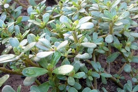 Tác dụng tuyệt vời của rau sam đối với sức khỏe không phải ai cũng biết