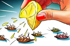 7 mẹo đuổi gián cực kì hiệu quả không cần sử dụng hóa chất