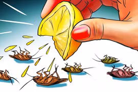 7 mẹo đuổi gián cực kì hiệu quả không cần sử dụng hóa chất