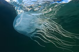 Bị sứa cắn, bé gái dị ứng ngất xỉu: Sứa biển độc như thế nào?