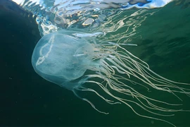 Bị sứa cắn, bé gái dị ứng ngất xỉu: Sứa biển độc như thế nào?