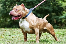 Cụ bà 82 tuổi bị chó Pitbull cắn tử vong thương tâm