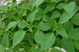 Bà bầu có nên ăn rau kinh giới?