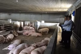 Giá thịt heo tăng, doanh nghiệp chăn nuôi hồi sinh