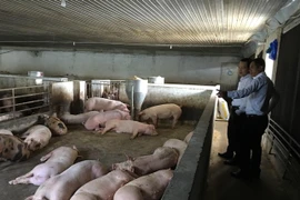 Giá thịt heo tăng, doanh nghiệp chăn nuôi hồi sinh