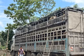 Tạm giữ 150 con trâu không rõ nguồn gốc, xuất xứ 