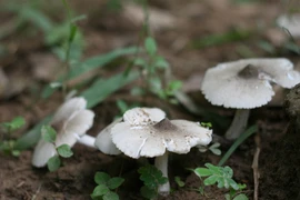 5 loại nấm đắt đỏ được "săn lùng" ở Việt Nam