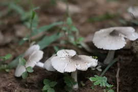 5 loại nấm đắt đỏ được "săn lùng" ở Việt Nam