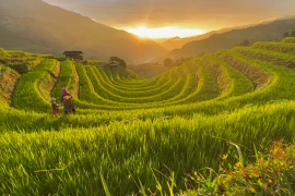 Chiêm ngưỡng những thửa ruộng bậc thang tựa như tranh vẽ Mù Cang Chải