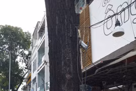 Cây xanh đô thị cần được chăm sóc, bảo vệ nghiêm ngặt