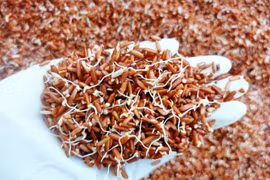 Lợi ích bất ngờ của gạo lứt nảy mầm đối với sức khỏe