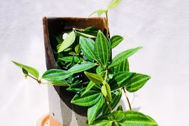 6 loại cây cảnh 'hút tài lộc' kéo vận may cho gia chủ