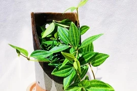 6 loại cây cảnh 'hút tài lộc' kéo vận may cho gia chủ