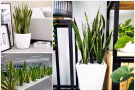 9 loại cây lọc không khí cực tốt cho sức khỏe gia đình