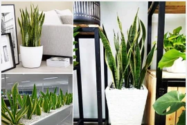 9 loại cây lọc không khí cực tốt cho sức khỏe gia đình