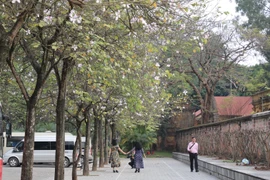 Sắc xuân Tây Bắc trong lòng Hà Nội 