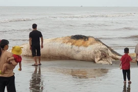 Xác cá voi nặng hơn 5 tấn trôi dạt vào bờ biển Nam Định