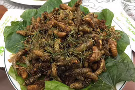 Cô gái 29 tuổi nhập viện sau khi ăn ve sầu rang lá chanh