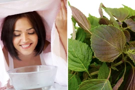 6 cách xông mặt bằng lá tía tô giúp da sáng mịn và giảm mụn