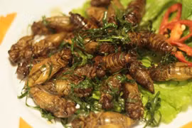 Ngộ độc ve sầu: Điểm vụ ngộ độc do thử đặc sản "độc lạ"