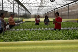 Chàng trai bỏ việc ngân hàng lương cao về trồng rau lãi 100 triệu/tháng