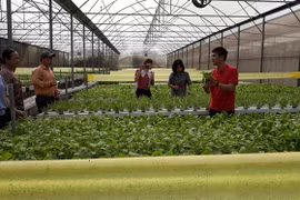 Chàng trai bỏ việc ngân hàng lương cao về trồng rau lãi 100 triệu/tháng