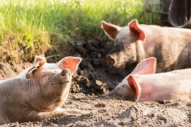 Thiếu nữ tử vong trong chuồng lợn, lộ bí ẩn gây phẫn nộ