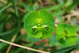 Loài cây 'hút hồn' người nhìn, dù đẹp cũng nên tránh xa