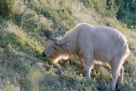 'Thần thú' bất ngờ xuất hiện trên núi: Là vật cưỡi của Khương Tử Nha? 