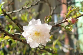 Những lời chúc Tết ý nghĩa dành cho các cặp tình nhân